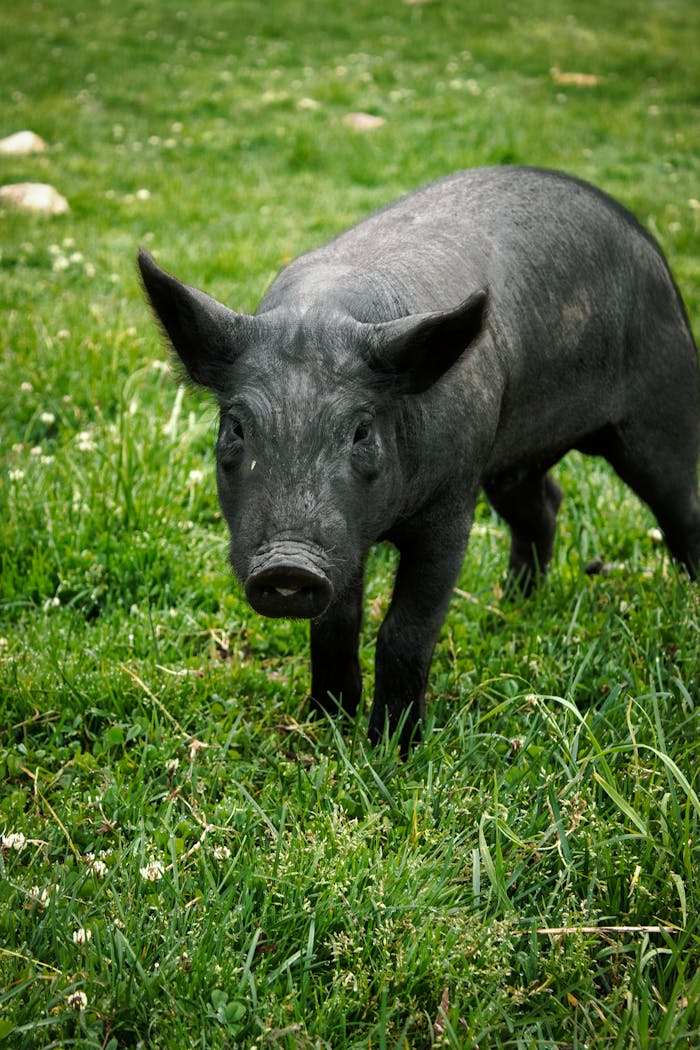 A curious black pig wanders in the vibrant greenery of Tarma, Junín, offering a lively glimpse of rural Peruvian fauna.