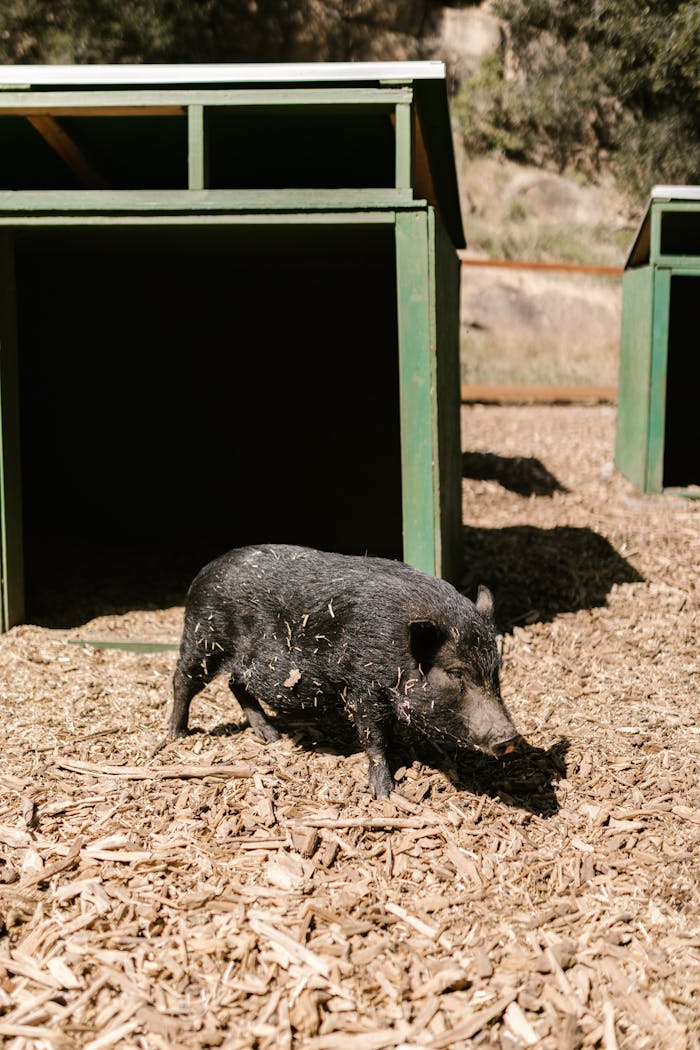 A black pig in a rural farm environment with green wooden shelters.