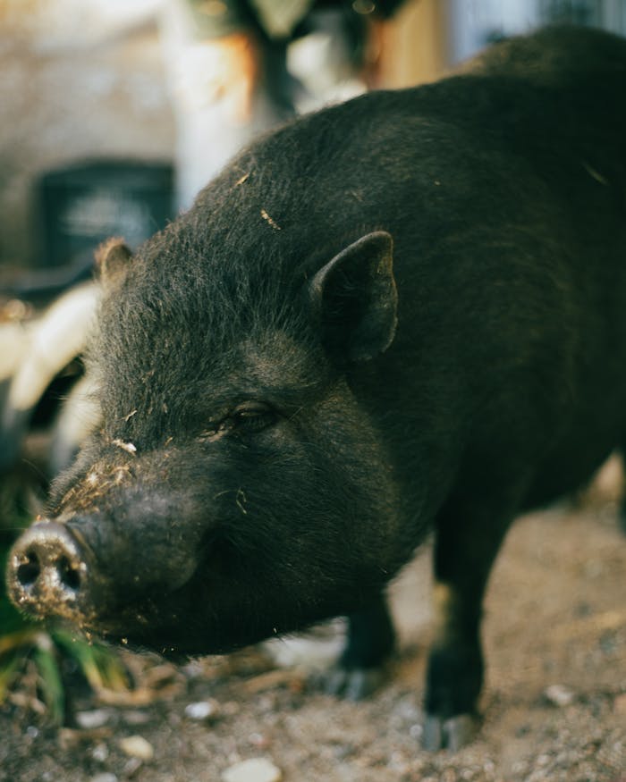 Close-up portrait of a black pig captured outdoors, showcasing its natural beauty and texture.