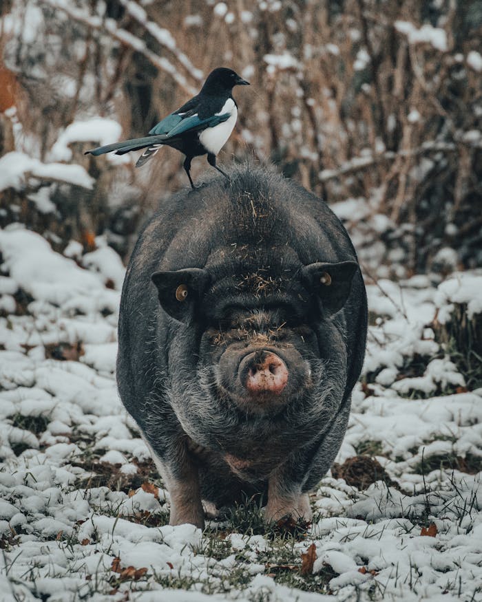 A Vietnamese pot-bellied pig stands in a snowy field with a magpie perched on its back, captured outdoors during the day in winter.