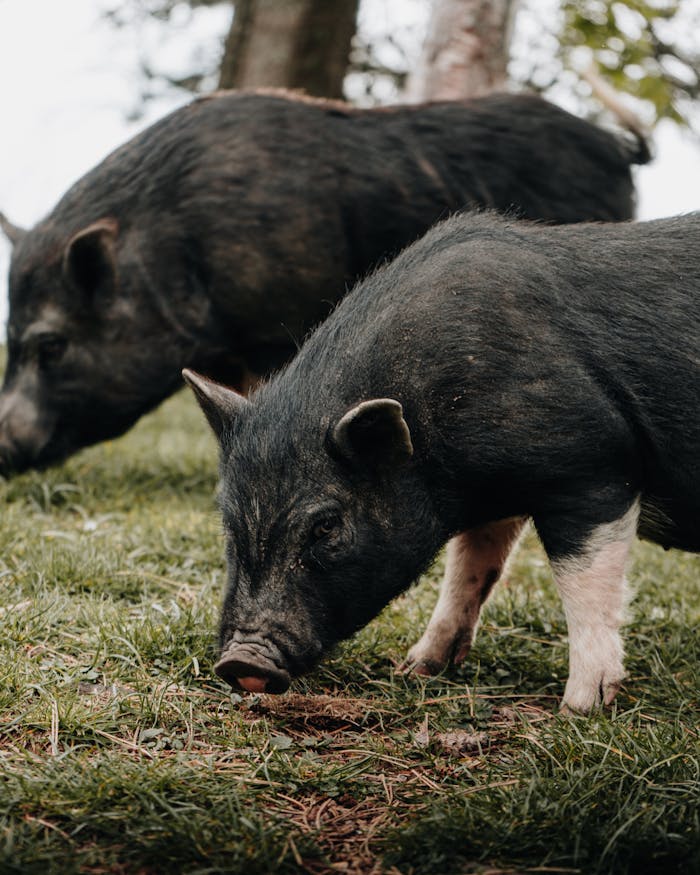 Two black pigs grazing on a lush green pasture, showcasing farm lifestyle and animal behavior.
