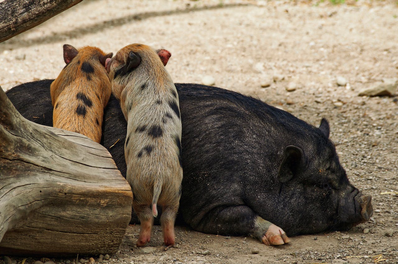 Two piglets with their snoozing Vietnamese Pot-bellied mother outdoors on a sunny day.