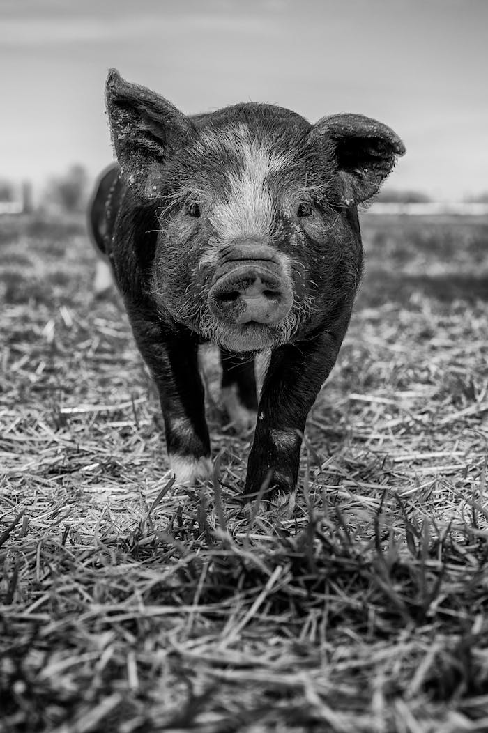Charming black and white portrait of a young piglet standing on a farm field.